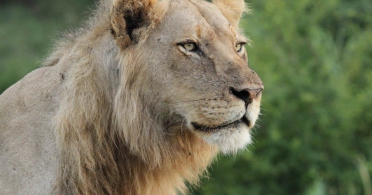 Jock Safari Lion