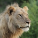 Jock Safari Lion