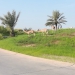 <h2>2018 Arabian Gulf Golf Cruise</h2>10 Nights | 5 Rounds | Dubai to Dubai | November 10 - 20