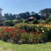 <h2>2023 June Irish Links Golf Cruise</h2>11 Nights | 3-6 Rounds | Dublin - Southampton | June 13 - 24
