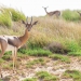<h2>2022 Arabian Gulf Golf Cruise</h2>11 Nights | 5 Rounds | Dubai to Dubai | November 15 – 26