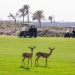 <h2>2022 Arabian Gulf Golf Cruise</h2>11 Nights | 5 Rounds | Dubai to Dubai | November 15 – 26