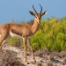 <h2>2022 Arabian Gulf Golf Cruise</h2>11 Nights | 5 Rounds | Dubai to Dubai | November 15 – 26