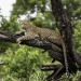 <h2>2020 South African Golf Cruise</h2>10 Nights | 4 Rounds | Cape Town – Cape Town | January 21 – 31