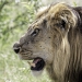 <h2>2020 South African Golf Cruise</h2>10 Nights | 4 Rounds | Cape Town – Cape Town | January 21 – 31