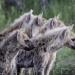 <h2>2020 South African Golf Cruise</h2>10 Nights | 4 Rounds | Cape Town – Cape Town | January 21 – 31
