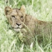 <h2>2020 South African Golf Cruise</h2>10 Nights | 4 Rounds | Cape Town – Cape Town | January 21 – 31
