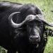<h2>2020 South African Golf Cruise</h2>10 Nights | 4 Rounds | Cape Town – Cape Town | January 21 – 31