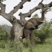 <h2>2020 South African Golf Cruise</h2>10 Nights | 4 Rounds | Cape Town – Cape Town | January 21 – 31