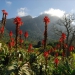 <h2>The Best of South Africa Escorted 2015</h2>13 Nights, 3 on Safari at Shamwari Game Reserve | 5 Rounds | November 1 – 15