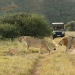 <h2>The Best of South Africa Escorted 2015</h2>13 Nights, 3 on Safari at Shamwari Game Reserve | 5 Rounds | November 1 – 15
