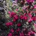 <h2>The Best of New Zealand Escorted 2018</h2>Taupo, Napier, Wellington & Queenstown