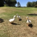 <h2>The Best of New Zealand Escorted 2018</h2>Taupo, Napier, Wellington & Queenstown