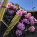 <h2>The Best of New Zealand Escorted 2018</h2>Taupo, Napier, Wellington & Queenstown