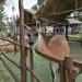 <h2>The Best of Brazil, Chile & Peru Escorted 2020</h2>11 Nights in Rio, Santiago & Machu Picchu | 4 Rounds | Feb 11 – 22