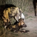 <h2>The Best of South Africa Escorted 2018</h2>Golf, Kruger Safari, Cape Town, the Winelands & Garden Route