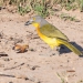 <h2>The Best of South Africa Escorted 2018</h2>Golf, Kruger Safari, Cape Town, the Winelands & Garden Route