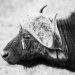 <h2>The Best of South Africa Escorted 2018</h2>Golf, Kruger Safari, Cape Town, the Winelands & Garden Route
