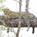 <h2>The Best of South Africa Escorted 2018</h2>Golf, Kruger Safari, Cape Town, the Winelands & Garden Route