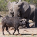 <h2>The Best of South Africa Escorted 2018</h2>Golf, Kruger Safari, Cape Town, the Winelands & Garden Route