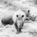 <h2>The Best of South Africa Escorted 2018</h2>Golf, Kruger Safari, Cape Town, the Winelands & Garden Route