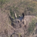 <h2>The Best of South Africa Escorted 2018</h2>Golf, Kruger Safari, Cape Town, the Winelands & Garden Route