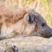 <h2>The Best of South Africa Escorted 2018</h2>Golf, Kruger Safari, Cape Town, the Winelands & Garden Route