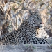 <h2>The Best of South Africa Escorted 2018</h2>Golf, Kruger Safari, Cape Town, the Winelands & Garden Route
