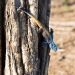 <h2>The Best of South Africa Escorted 2018</h2>Golf, Kruger Safari, Cape Town, the Winelands & Garden Route