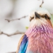 <h2>The Best of South Africa Escorted 2018</h2>Golf, Kruger Safari, Cape Town, the Winelands & Garden Route