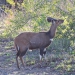 <h2>The Best of South Africa Escorted 2018</h2>Golf, Kruger Safari, Cape Town, the Winelands & Garden Route