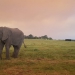 <h2>The Best of South Africa Escorted 2018</h2>Golf, Kruger Safari, Cape Town, the Winelands & Garden Route