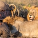 <h2>The Best of South Africa Escorted 2018</h2>Golf, Kruger Safari, Cape Town, the Winelands & Garden Route