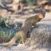 <h2>The Best of South Africa Escorted 2018</h2>Golf, Kruger Safari, Cape Town, the Winelands & Garden Route