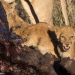 <h2>The Best of South Africa Escorted 2018</h2>Golf, Kruger Safari, Cape Town, the Winelands & Garden Route