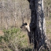 <h2>The Best of South Africa Escorted 2018</h2>Golf, Kruger Safari, Cape Town, the Winelands & Garden Route