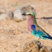 <h2>The Best of South Africa Escorted 2018</h2>Golf, Kruger Safari, Cape Town, the Winelands & Garden Route