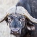 <h2>The Best of South Africa Escorted 2018</h2>Golf, Kruger Safari, Cape Town, the Winelands & Garden Route