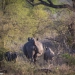 <h2>The Best of South Africa Escorted 2018</h2>Golf, Kruger Safari, Cape Town, the Winelands & Garden Route