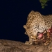 <h2>The Best of South Africa Escorted 2018</h2>Golf, Kruger Safari, Cape Town, the Winelands & Garden Route