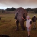 <h2>The Best of South Africa Escorted 2018</h2>Golf, Kruger Safari, Cape Town, the Winelands & Garden Route