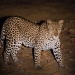 <h2>The Best of South Africa Escorted 2018</h2>Golf, Kruger Safari, Cape Town, the Winelands & Garden Route
