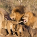 <h2>The Best of South Africa Escorted 2018</h2>Golf, Kruger Safari, Cape Town, the Winelands & Garden Route