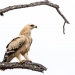<h2>The Best of South Africa Escorted 2018</h2>Golf, Kruger Safari, Cape Town, the Winelands & Garden Route