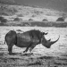 <h2>The Best of South Africa Escorted 2016</h2>13 Nights, 3 on Safari at Shamwari Game Preserve | 5 Rounds | March 2 – 16