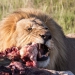 <h2>The Best of South Africa Escorted 2016</h2>13 Nights, 3 on Safari at Shamwari Game Preserve | 5 Rounds | March 2 – 16