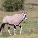 <h2>The Best of South Africa Escorted 2016</h2>13 Nights, 3 on Safari at Shamwari Game Preserve | 5 Rounds | March 2 – 16