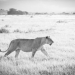 <h2>The Best of South Africa Escorted 2016</h2>13 Nights, 3 on Safari at Shamwari Game Preserve | 5 Rounds | March 2 – 16