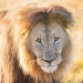 <h2>The Best of South Africa Escorted 2016</h2>13 Nights, 3 on Safari at Shamwari Game Preserve | 5 Rounds | March 2 – 16
