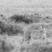 <h2>The Best of South Africa Escorted 2016</h2>13 Nights, 3 on Safari at Shamwari Game Preserve | 5 Rounds | March 2 – 16